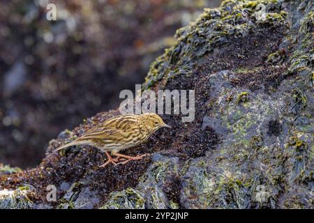 Adulte Pipette Südgeorgiens (Anthus antarcticus), die bei Ebbe auf Prion Island, Bay of Isles, Südgeorgien, Polarregionen füttern Stockfoto