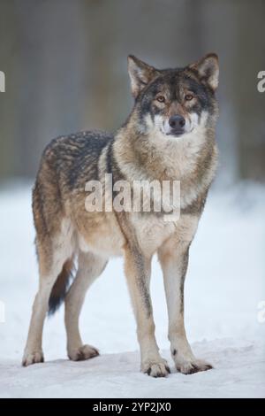 Great Plains Wolf, Canis Lupus nubilus, Wolf, Winter, kaltes Deutschland gefährlich, Wintermantel Stockfoto