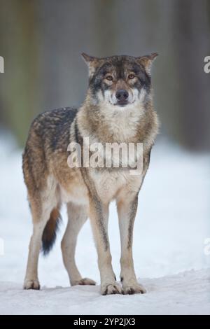 Great Plains Wolf, Canis Lupus nubilus, Wolf, Winter, kaltes Deutschland gefährlich, Wintermantel Stockfoto