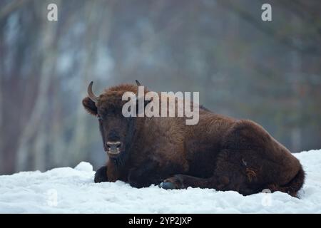 Wisent, Bison bonasus, European Bison, Deutschland, Winter, büffel, Wildpark, Wildpark, Winterjacke Stockfoto