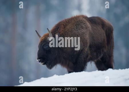 Wisent, Bison bonasus, European Bison, Deutschland, Winter, büffel, Wildpark, Wildpark, Winterjacke Stockfoto