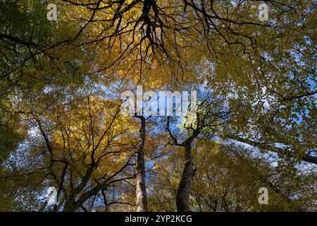 Buchenwald Baumdach im Herbst, Tanat Valley, Powys, Wales, Vereinigtes Königreich, Europa Stockfoto