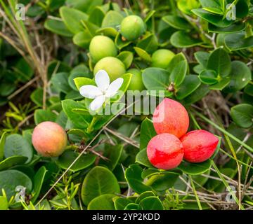 Natal Plum (carissa macrocarpa), ein im südlichen Afrika heimischer Sträucher, der auf Bermuda als Heckenpflanze im Nordatlantik beliebt ist Stockfoto