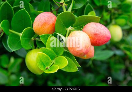 Natal Plum (carissa macrocarpa), ein im südlichen Afrika heimischer Sträucher, der auf Bermuda als Heckenpflanze im Nordatlantik beliebt ist Stockfoto