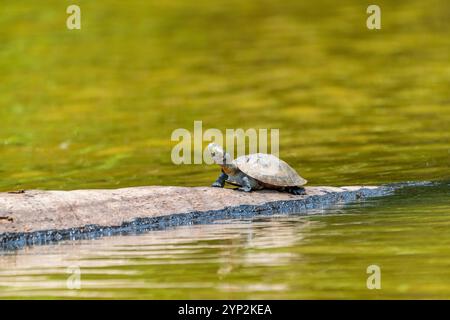 Gelbfleckige Flussschildkröte (Podocnemis unifilis), Lake Sandoval, Tambopata National Reserve in der Nähe von Puerto Maldonado, Peru, Südamerika Stockfoto