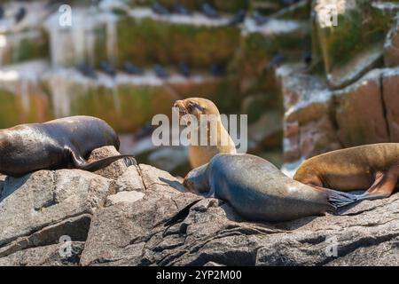 Südamerikanische Seelöwen (Otaria byronia), Ballestas-Inseln, Paracas, Peru, Südamerika Stockfoto