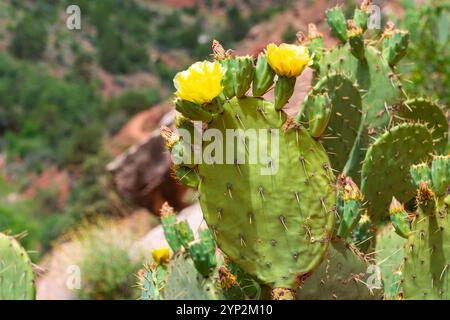 Nahaufnahme von Engelmanns Feigenkaktus (Opuntia engelmannii) in Blüte, Watchman Trail, Zion National Park, Utah, Vereinigte Staaten von Amerika, Norden Stockfoto