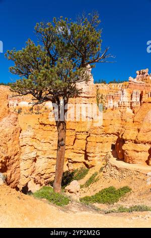 Einsamer Baum zwischen Hoodoos, Queens Garden Trail, Bryce Canyon National Park, Utah, Vereinigte Staaten von Amerika, Nordamerika Stockfoto