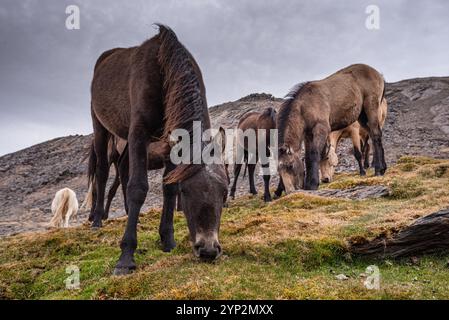 Wilde Pferde in den Bergen der Sierra Nevada bei Pico del Veleta, Provinz Granada, Andalusien, Spanien, Europa Stockfoto