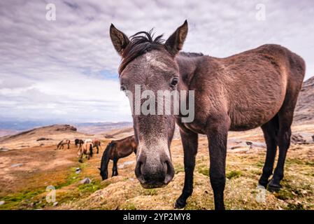 Wilde Pferde in den Bergen der Sierra Nevada bei Pico del Veleta, Provinz Granada, Andalusien, Spanien, Europa Stockfoto