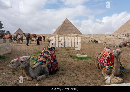 Kamele im Komplex der Großen Pyramiden, UNESCO-Weltkulturerbe, Gizeh, Ägypten, Nordafrika, Afrika Stockfoto