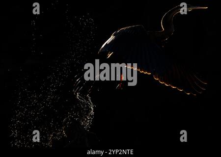 Afrikanische Darter (Anhinga Rufa), Chobe Nationalpark, Botswana, Afrika Stockfoto