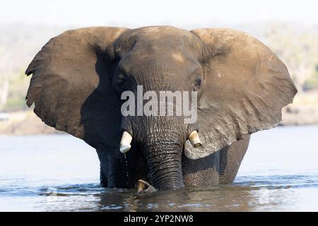 Elefantenbulle (Loxodonta africana) im Chobe River, Chobe National Park, Botswana, Afrika Stockfoto