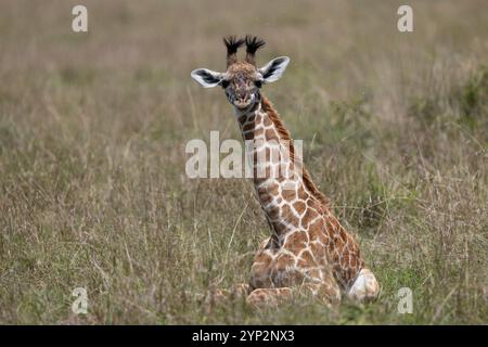 Giraffe (Giraffa camelopardalis) Kalb, Masai Mara, Kenia, Ostafrika, Afrika Stockfoto