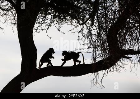 Olivenpaane (Papio anubis) Silhouette, Shompole, Kenia, Ostafrika, Afrika Stockfoto