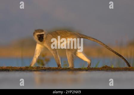 Rottieraffen (Chlorocebus pygerythrus), Zimanga Nature Reserve, KwaZulu-Natal, Südafrika, Afrika Stockfoto