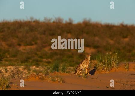 Gepard (Acinonyx jubatus), Kgalagadi Transfrontier Park, Nordkap, Südafrika Stockfoto