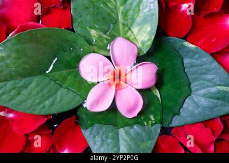 Rosa Blume mit roten Rosenblättern, Blumendekoration, Yogyakarta, Java, Indonesien, Südostasien, Asien, Asien Stockfoto