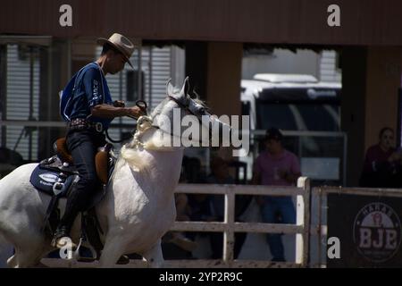 Ein Mann reitet auf einem weißen Pferd in einem Rodeo. Der Mann trägt ein blaues Hemd und einen Hut Stockfoto