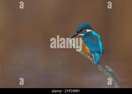 Detaillierte Seitenansicht eines wilden, gemeinsamen eisvogels in Großbritannien, der auf einem einzigen Ast thront. Stockfoto