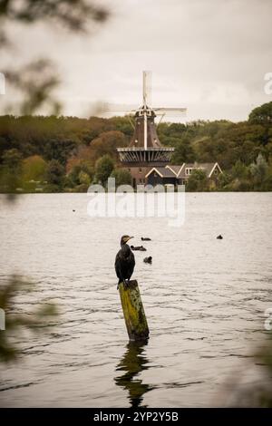 Windmill de STER oder The Star am Süßwassersee de Kralingse Plas in der Nähe von Rotterdam in den Niederlanden. Ikonisches, typisch holländisches Bild am grauen Tag Stockfoto