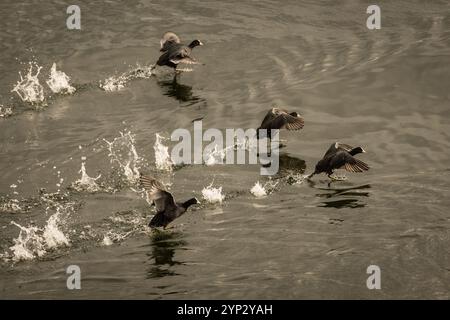 Herde wilder niederländischer Wasservögel Fulica atra, die auf Wasser in natürlichen Feuchtgebieten in den Niederlanden läuft. Holland Natur im Freien Stockfoto