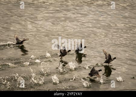 Herde wilder niederländischer Wasservögel Fulica atra, die auf Wasser in natürlichen Feuchtgebieten in den Niederlanden läuft. Holland Natur im Freien Stockfoto