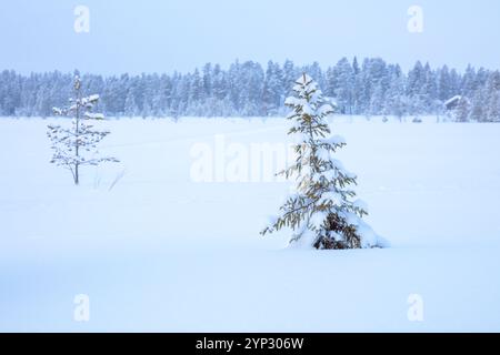 Winter Finnland. Dämmerung auf einer großen schneebedeckten Wiese vor einem dichten Wald. Seltene Bäume und eine Hütte in der Ferne Stockfoto