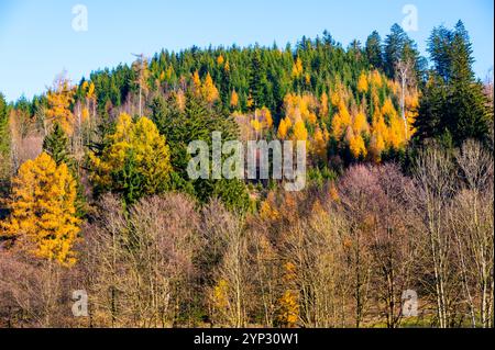 Eine lebhafte Herbstlandschaft mit Baumkronen in Grün-, Orange- und Brauntönen, die die Schönheit der wechselnden Jahreszeit und die reiche Farbe einfangen Stockfoto