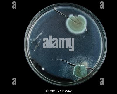 petrischale, Schimmel, verschiedene Pilzarten, isoliert auf Schwarz Stockfoto