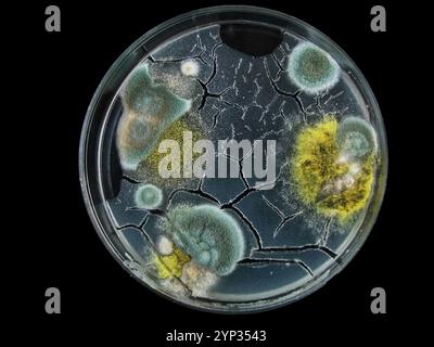 petrischale, Schimmel, verschiedene Pilzarten, isoliert auf Schwarz Stockfoto