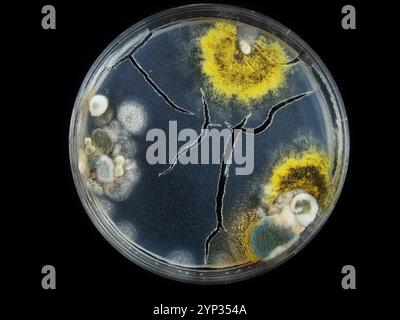 petrischale, Schimmel, verschiedene Pilzarten, isoliert auf Schwarz Stockfoto