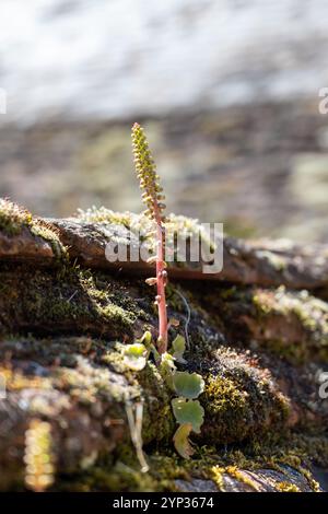 Frühling farbenfroher floraler Hintergrund, blühende wilde Blumen auf alten Steinen der Burgmauer, Felsenpflanzen Stockfoto