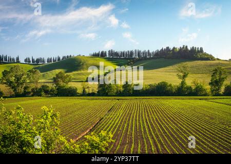 Felder und Anbau entlang der Route der Via Francigena im Herbst zwischen Monteroni d'Arbia und Ponte d'Arbia. Provinz Siena, toskanische Region. Stockfoto