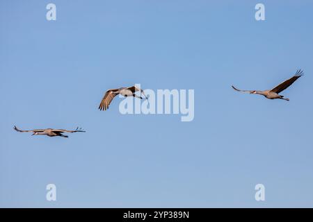 Sandhügelkrane (Grus canadensis) fliegen im November während der Wanderung nach Süden, horizontal Stockfoto