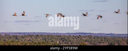 Sandhügelkrane (Grus canadensis) fliegen im November während der Wanderung nach Süden, Panorama Stockfoto