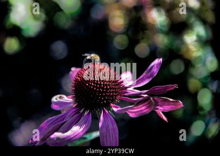 Bumble Bee auf einem rosafarbenen Coneflower, mit dunklen, weichen Farben im Hintergrund Stockfoto