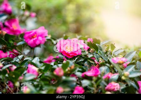Blühende rosafarbene Kamelie blüht auf einem Busch mit Sonnenschein im Hintergrund. Stockfoto