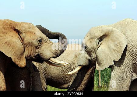 In diesem atemberaubenden Moment der Tierwelt im Kruger-Nationalpark, Südafrika, begegnen sich zwei Elefanten in einer anmutigen Darstellung von Verbundenheit und Harmonie Stockfoto