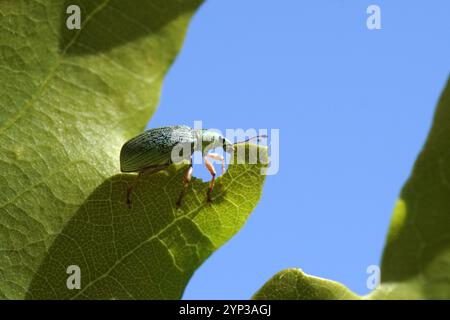 Polydrusus formosus synonym Polydrusus sericeus, ein Breitnasenkäfer der Familie Curculionidae, Unterfamilie Entiminae. Essen von einem Eichenblatt. Stockfoto