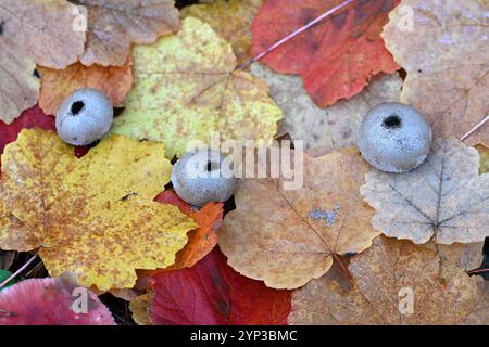 Gewöhnliche Puffbällchen oder Erdbällchen, Lycoperdon perlatum, auch bekannt als Warted Puffball oder Gem-Studded Puffball, der durch Aurumn Blätter wächst Stockfoto