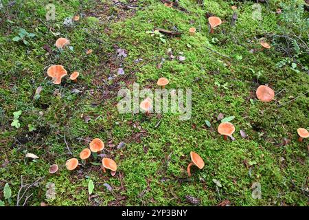 Gruppe falscher Chanterelle-Pilze, Hygrophoropsis aurantiaca, wächst in Moos auf dem Waldboden des Kiefernwaldes Stockfoto