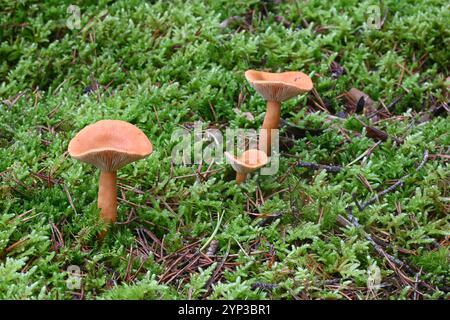 Gruppe falscher Chanterelle-Pilze, Hygrophoropsis aurantiaca, wächst in Moos auf dem Waldboden des Kiefernwaldes Stockfoto