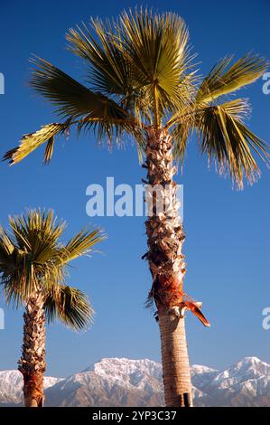 Tropische Palmen stehen im Winter in Kalifornien im Kontrast zu weißen bedeckten Bergen Stockfoto