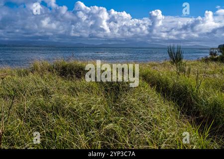 Ein Wanderweg führt durch das Gras zum Ufer der Willapa Bay im Leadbetter Point State Park in Washington, USA Stockfoto