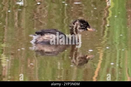 Afrikanischer Little Grebe (Tachybaptus ruficollis capensis) Stockfoto