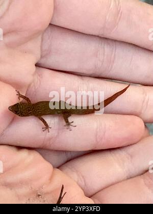 Ashy Gecko (Sphaerodactylus elegans) Stockfoto