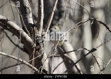 Tasmanischer brauner Thornbill (Acanthiza pusilla diemenensis) Stockfoto