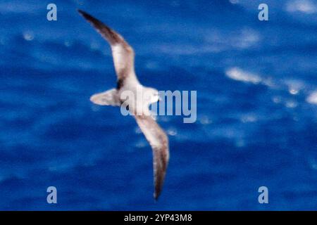 Weichgefieder-Petrel (Pterodroma mollis) Stockfoto