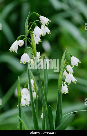 Leucojum aestivum, Sommerschneeflocke, glockenförmige, grüne weiße Blüten im Frühjahr Stockfoto